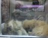 Νεκρό κουτάβι σε βιτρίνα pet shop