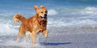 Σκύλοι και παραλία