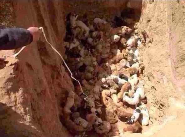 Κίνα:έθαψαν ζωντανά κουτάβια