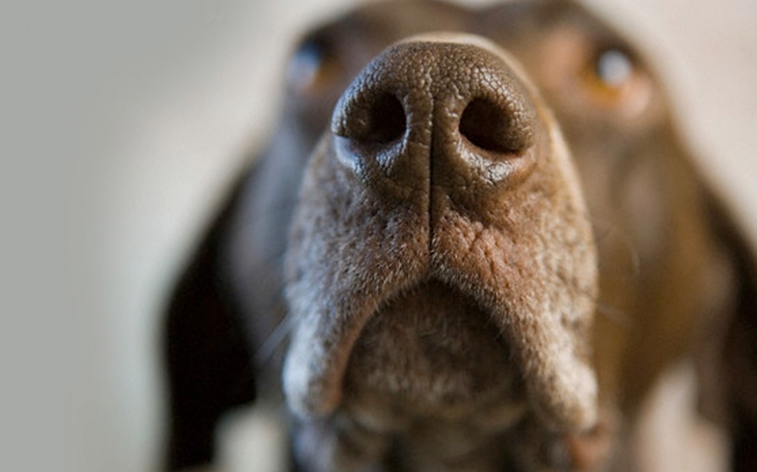  Ο σκύλος καταλαβαίνει τι ώρα είναι από τις μυρωδιές