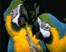 Τέλος στην αιχμαλωσία ζώων λέει η Κόστα Ρίκα