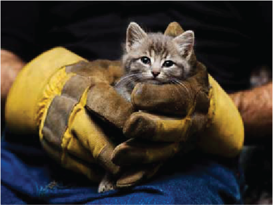 Διάσωση γάτας στο Χολαργό