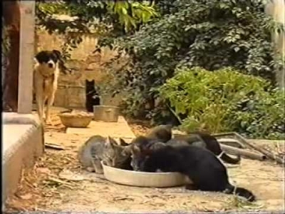 Σειρά ντοκιμαντέρ του προέδρου της Φιλοζωικής και σκηνοθέτη, Κωστή Ζώη, με θέμα τα ζώα. Επεισόδιο τρίτο: 
